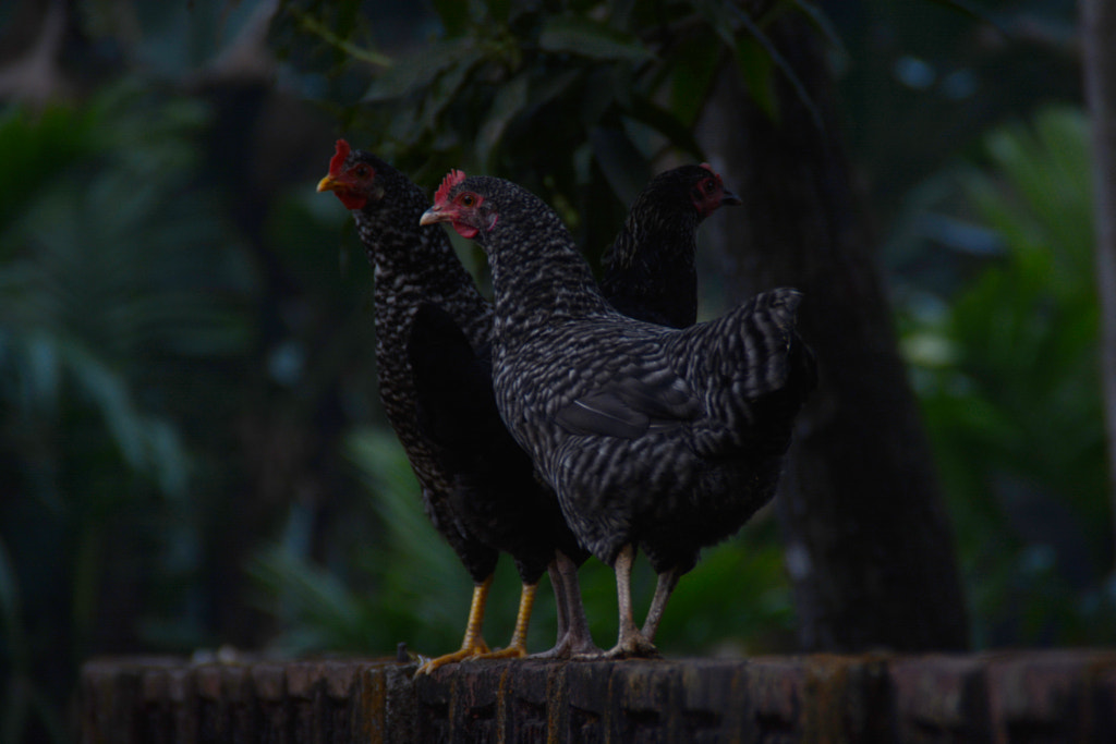 Chickens Rocking On the Wall by MD Ashraful Islam / 500px
