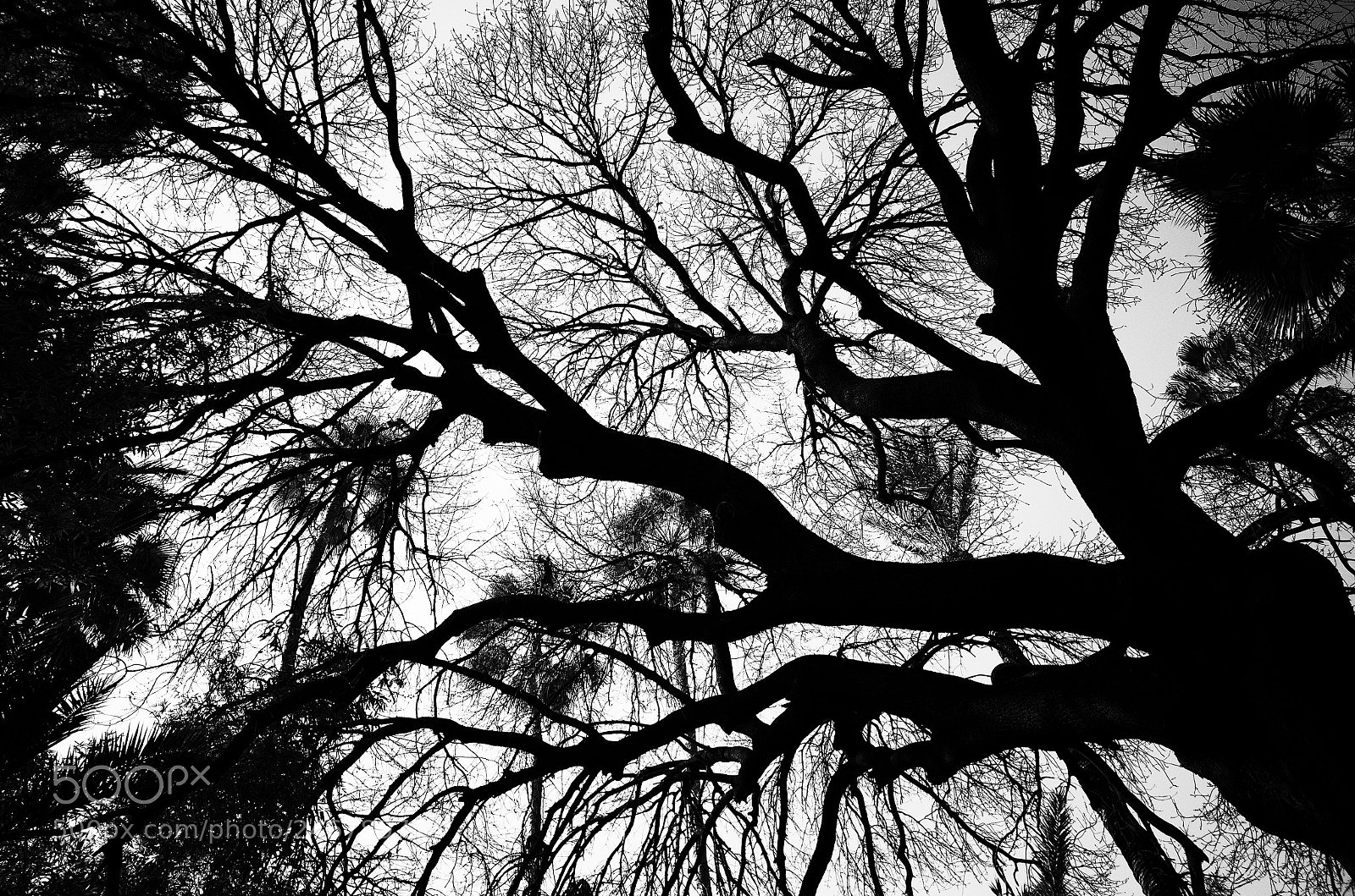 Ricoh GR II sample photo. With black trees photography