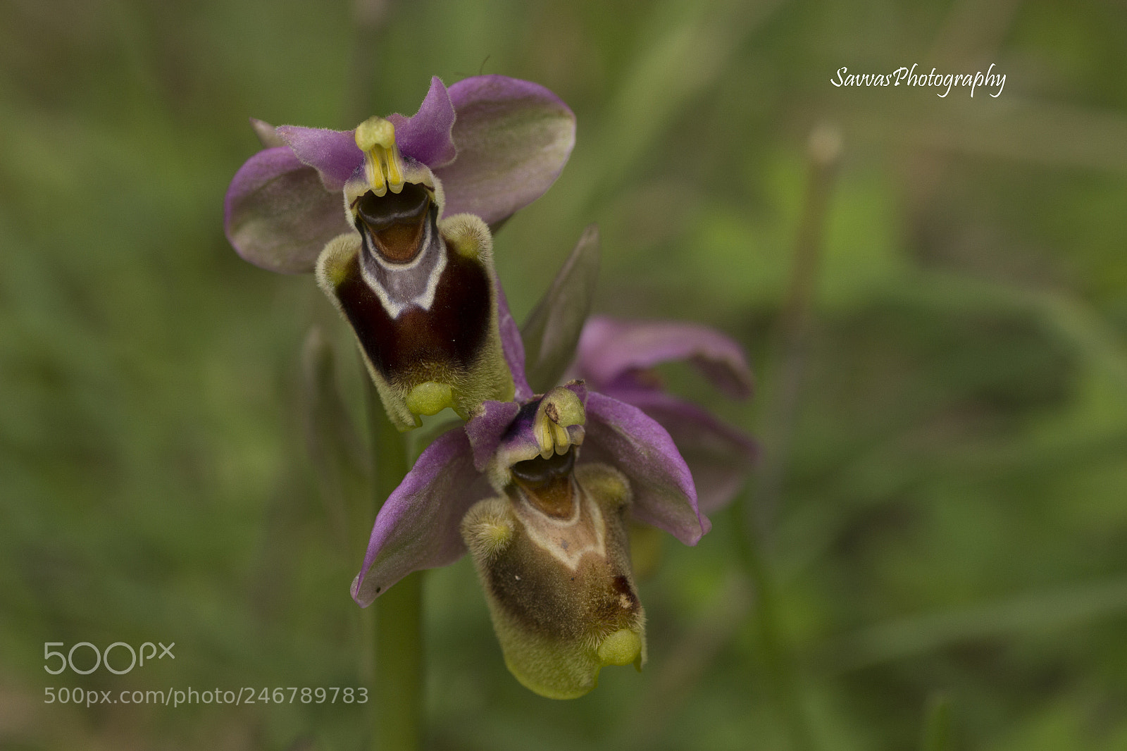 Canon EOS 600D (Rebel EOS T3i / EOS Kiss X5) sample photo. Orchids photography
