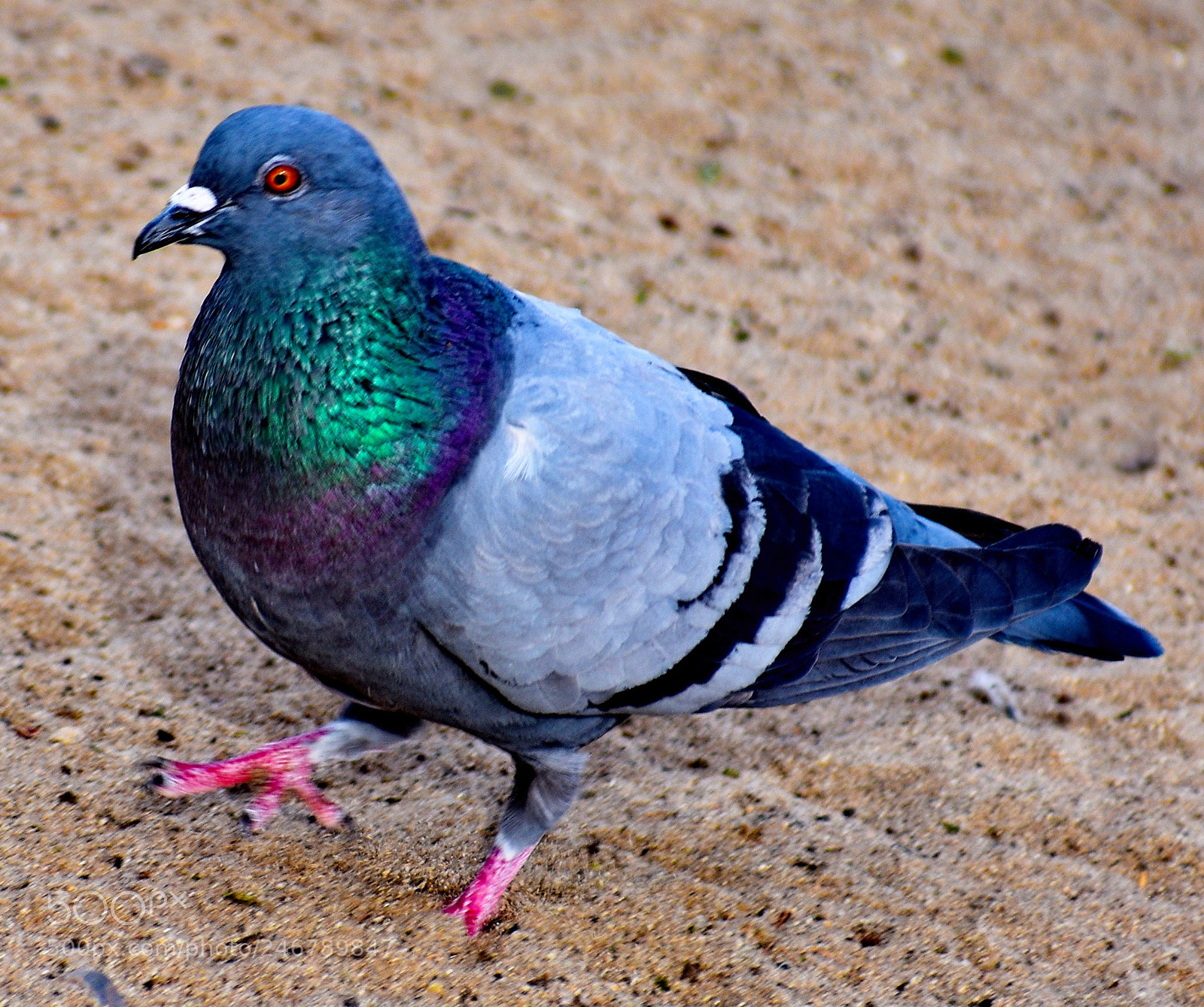 Nikon D7200 sample photo. Pigeon walking on the photography