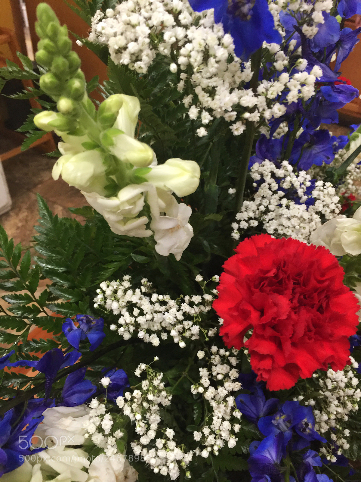 Apple iPhone 6 Plus sample photo. Today’s flower ? photography