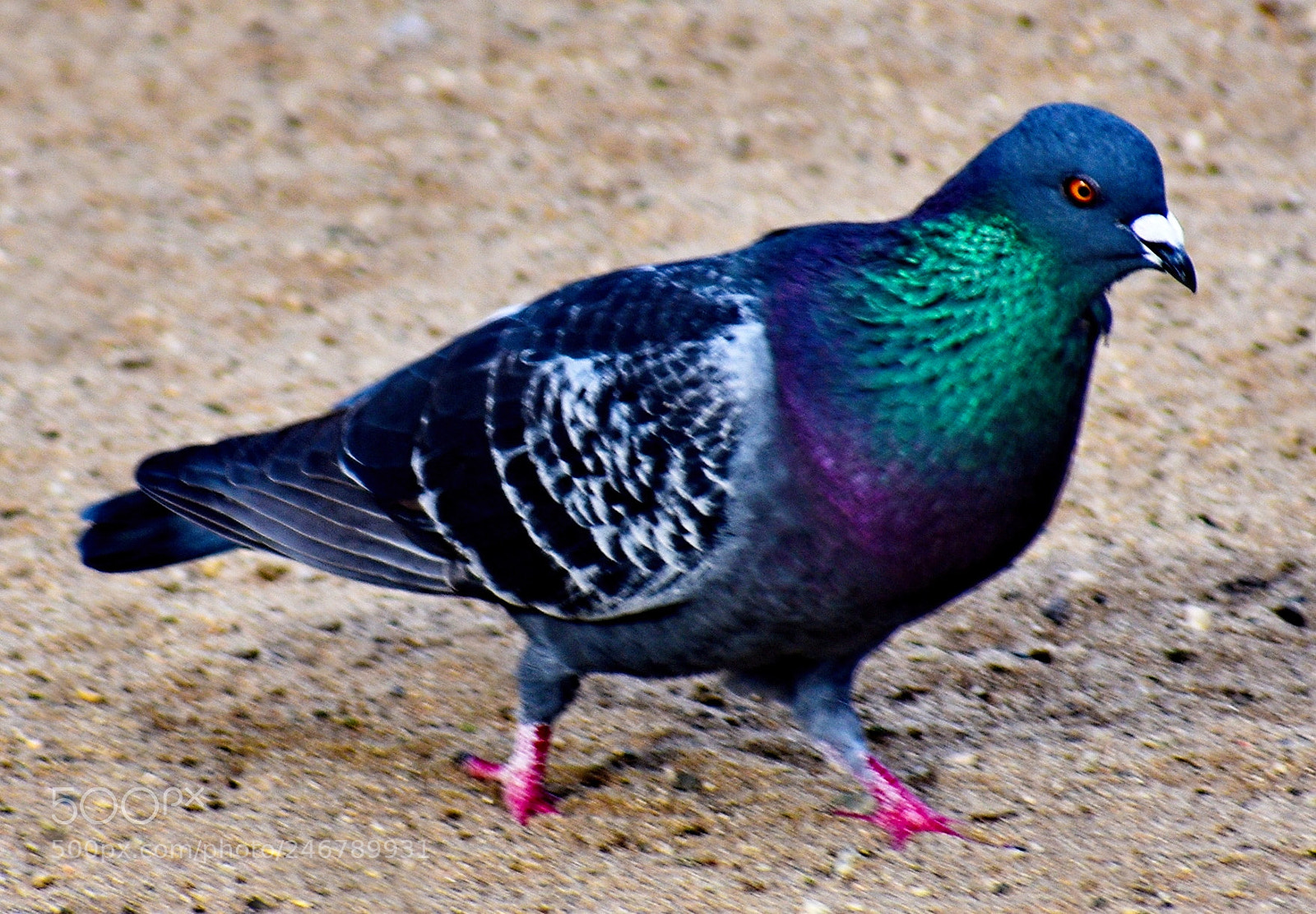 Nikon D7200 sample photo. Pigeon walking on the photography