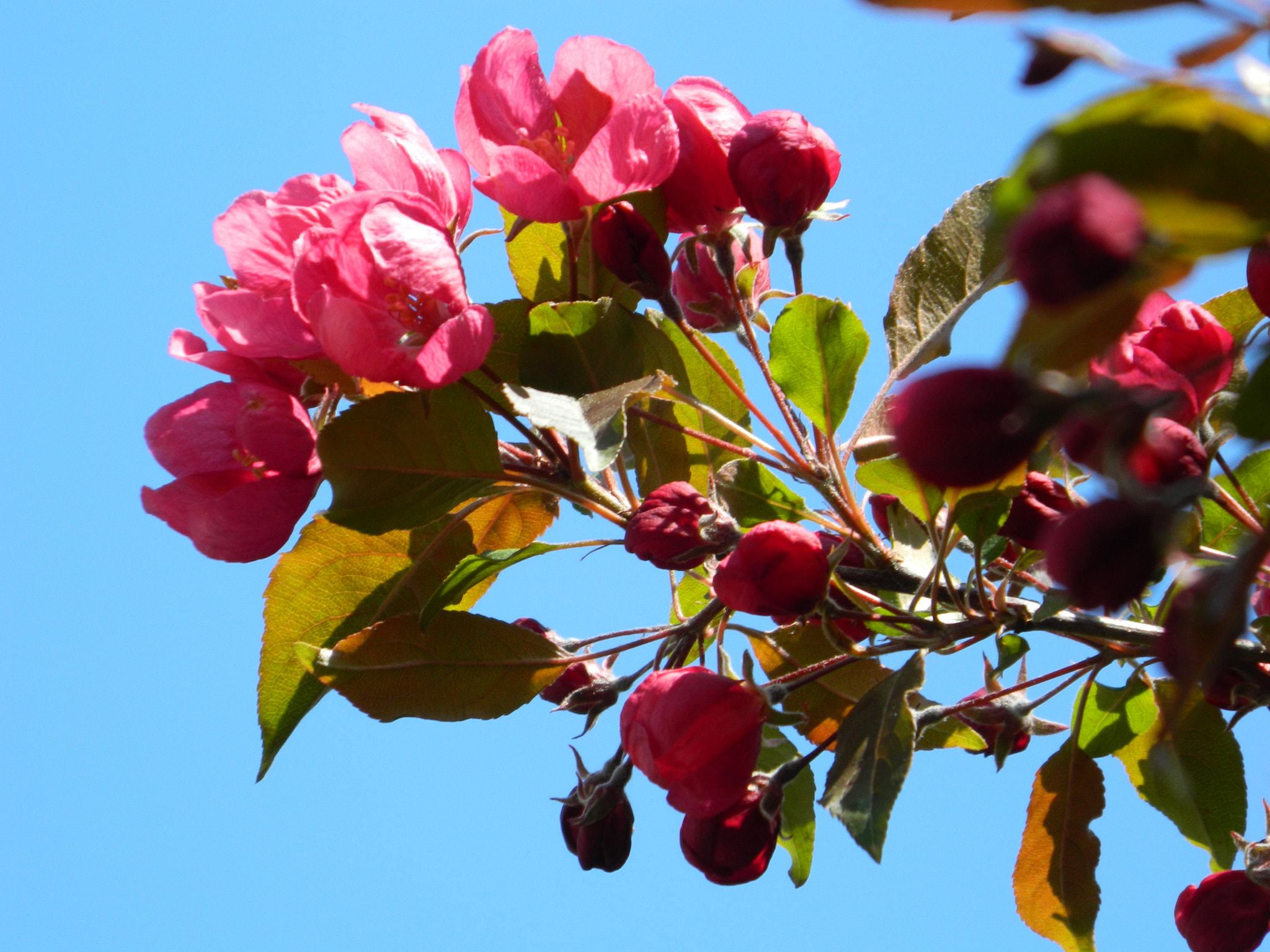 Nikon COOLPIX L310 sample photo. Crab apple photography