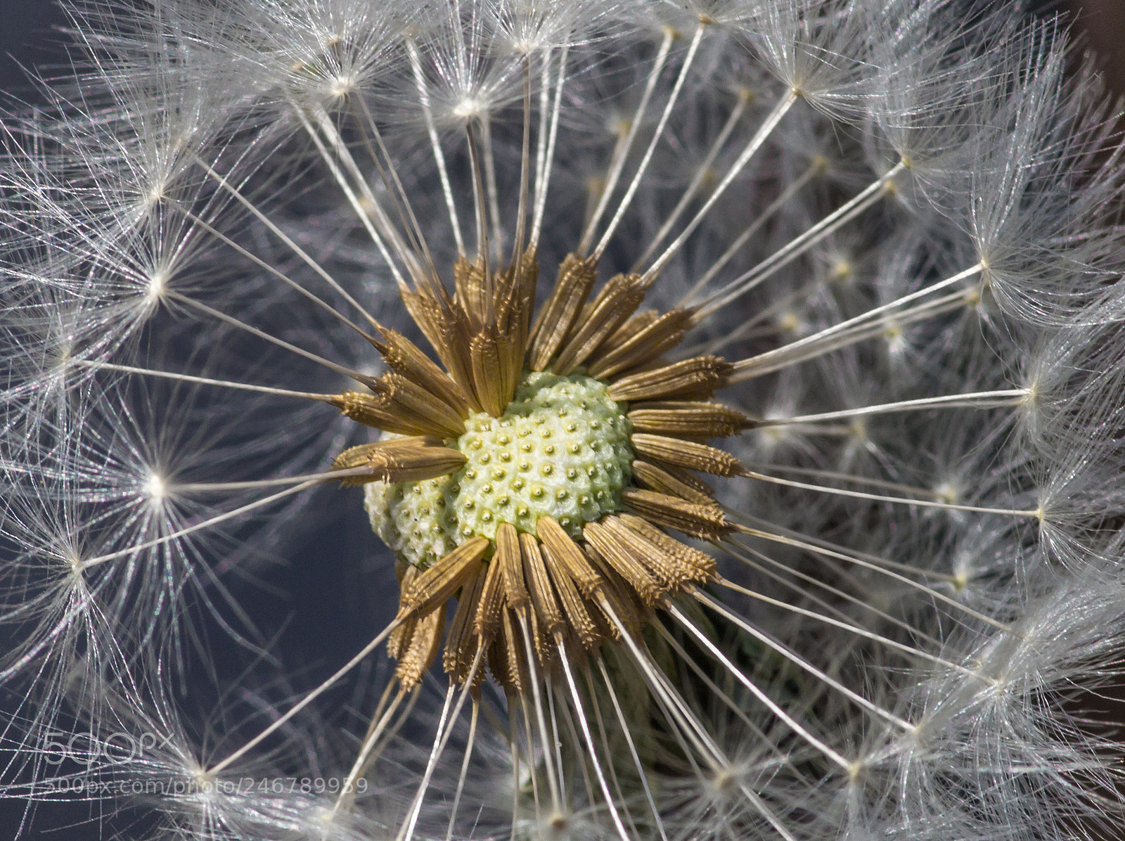 Canon EOS 650D (EOS Rebel T4i / EOS Kiss X6i) sample photo. Sparkle photography