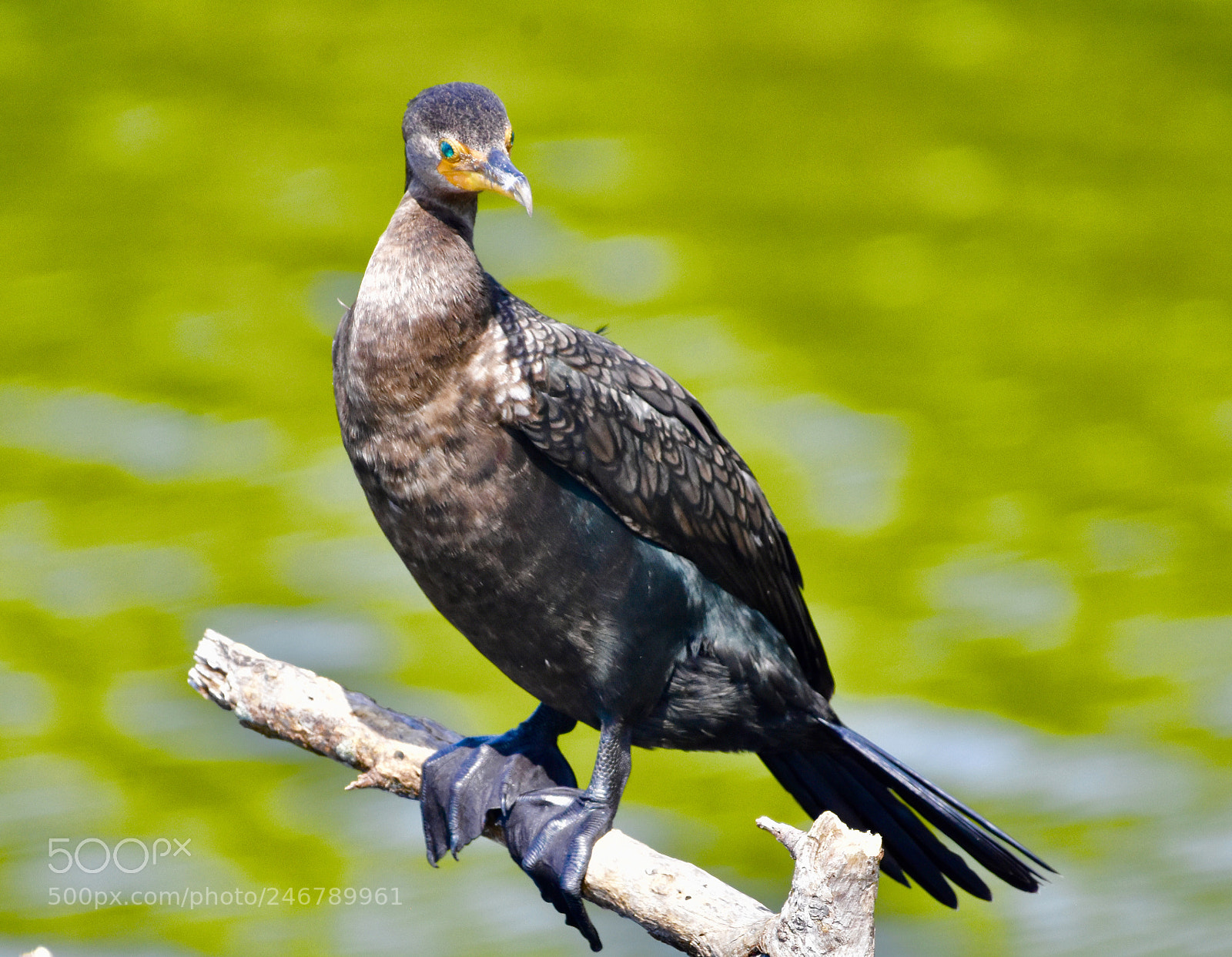 Nikon D7200 sample photo. Shore bird photography