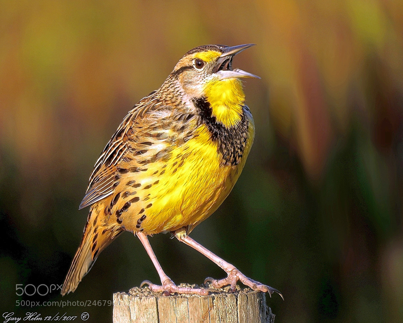 Canon PowerShot SX60 HS sample photo. Eastern meadowlark sunrise song photography
