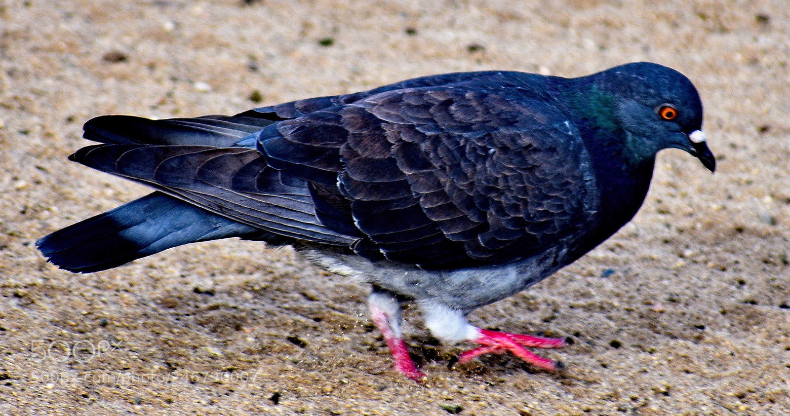 Nikon D7200 sample photo. Pigeon walking on the photography
