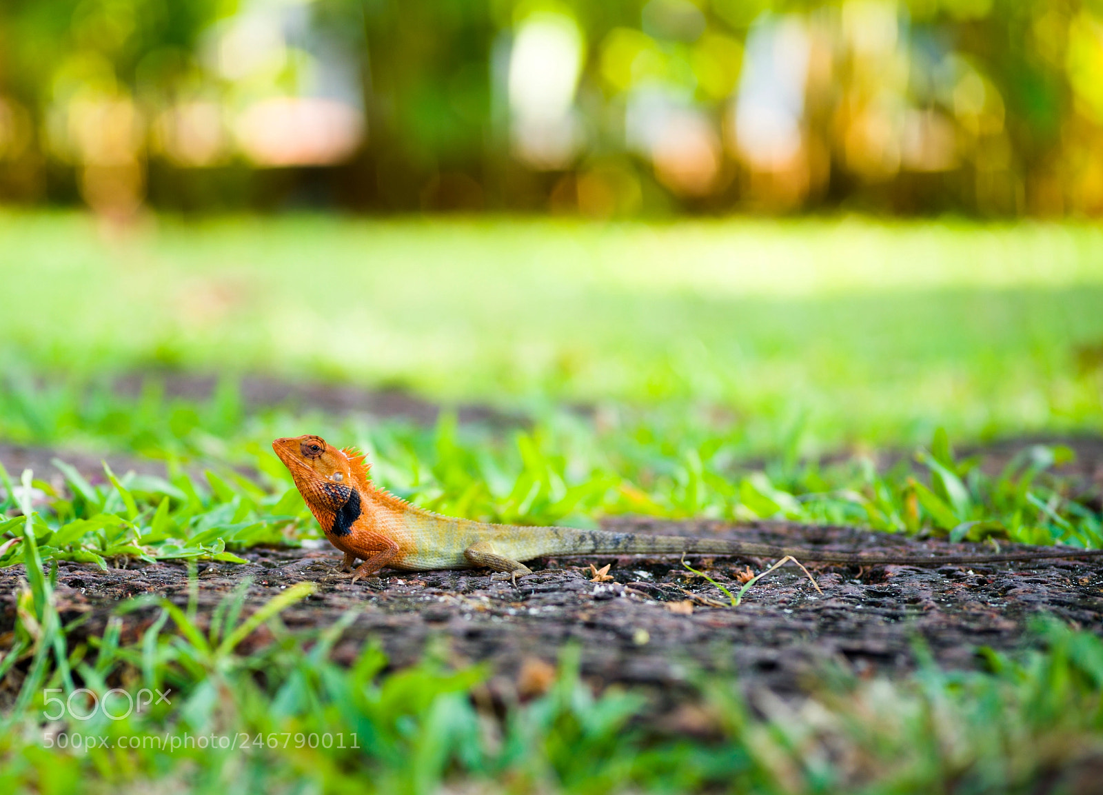 Hasselblad X1D-50c sample photo. Thai holiday photography