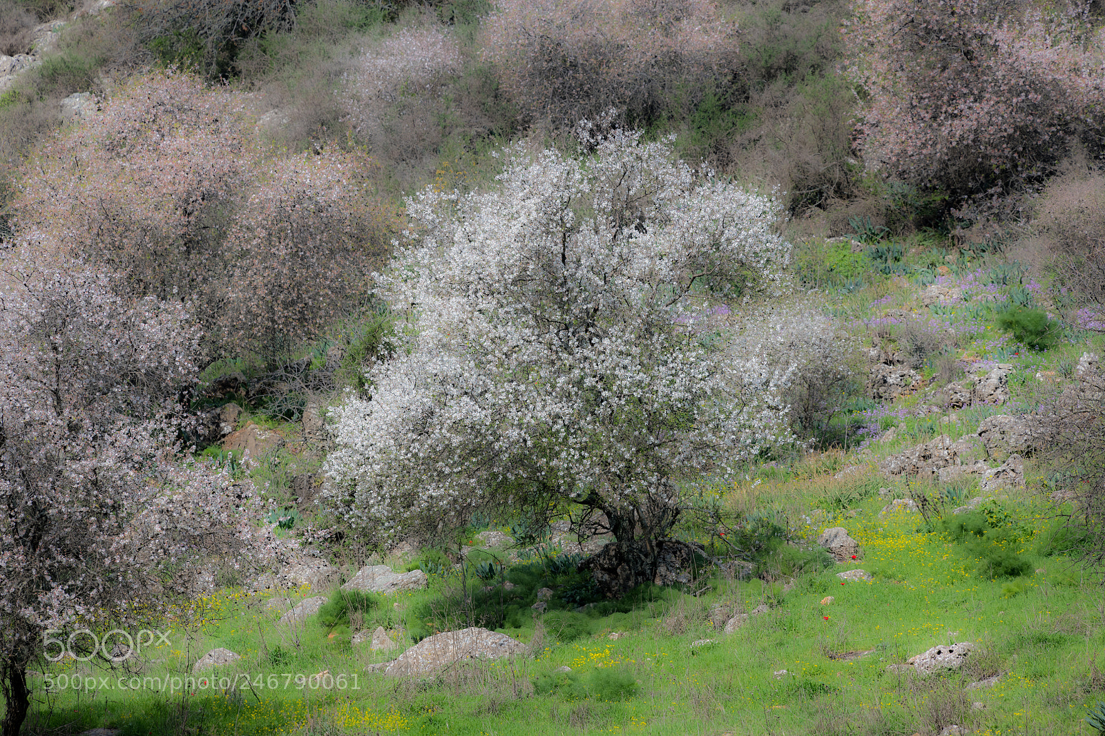 Nikon D850 sample photo. Almonds blossom impressionism photography