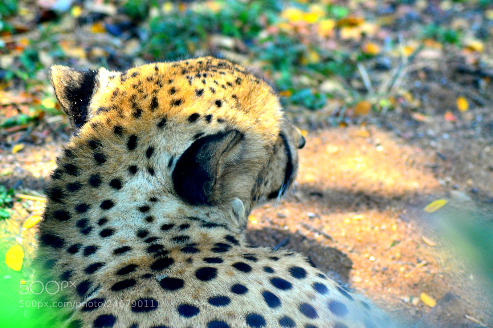 Nikon D3100 sample photo. Cheetah photography