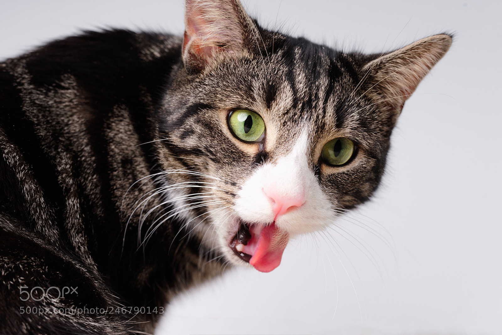 Nikon D810 sample photo. 'tiffin's treat' photography