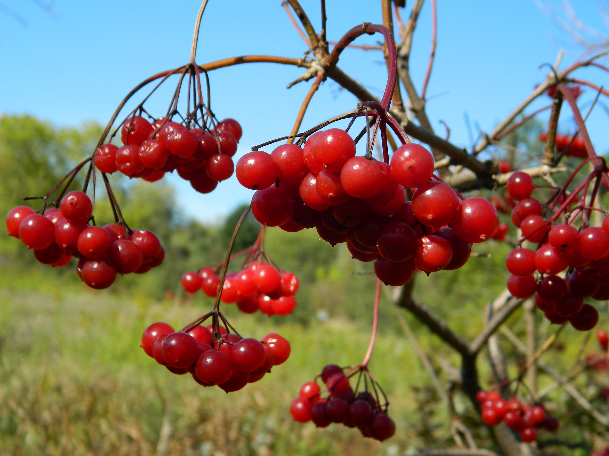 Nikon COOLPIX L310 sample photo. Cranberry bush photography