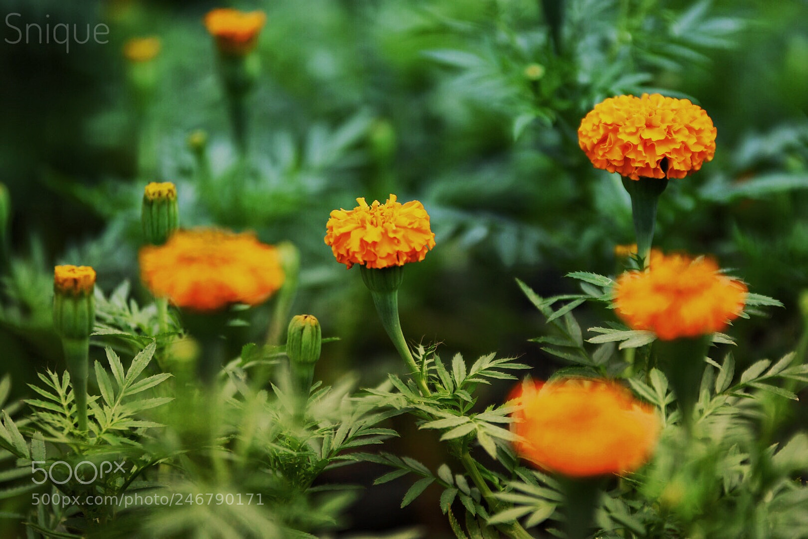 Nikon D7200 sample photo. Untitled photography
