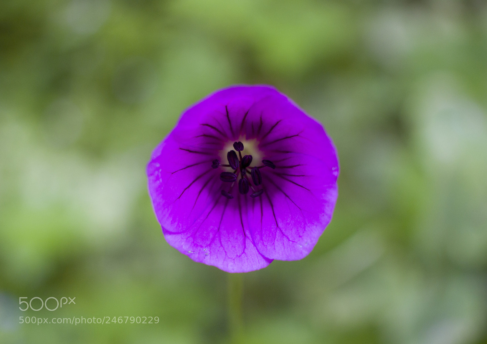 Canon EOS 600D (Rebel EOS T3i / EOS Kiss X5) sample photo. Himalayan beauty photography
