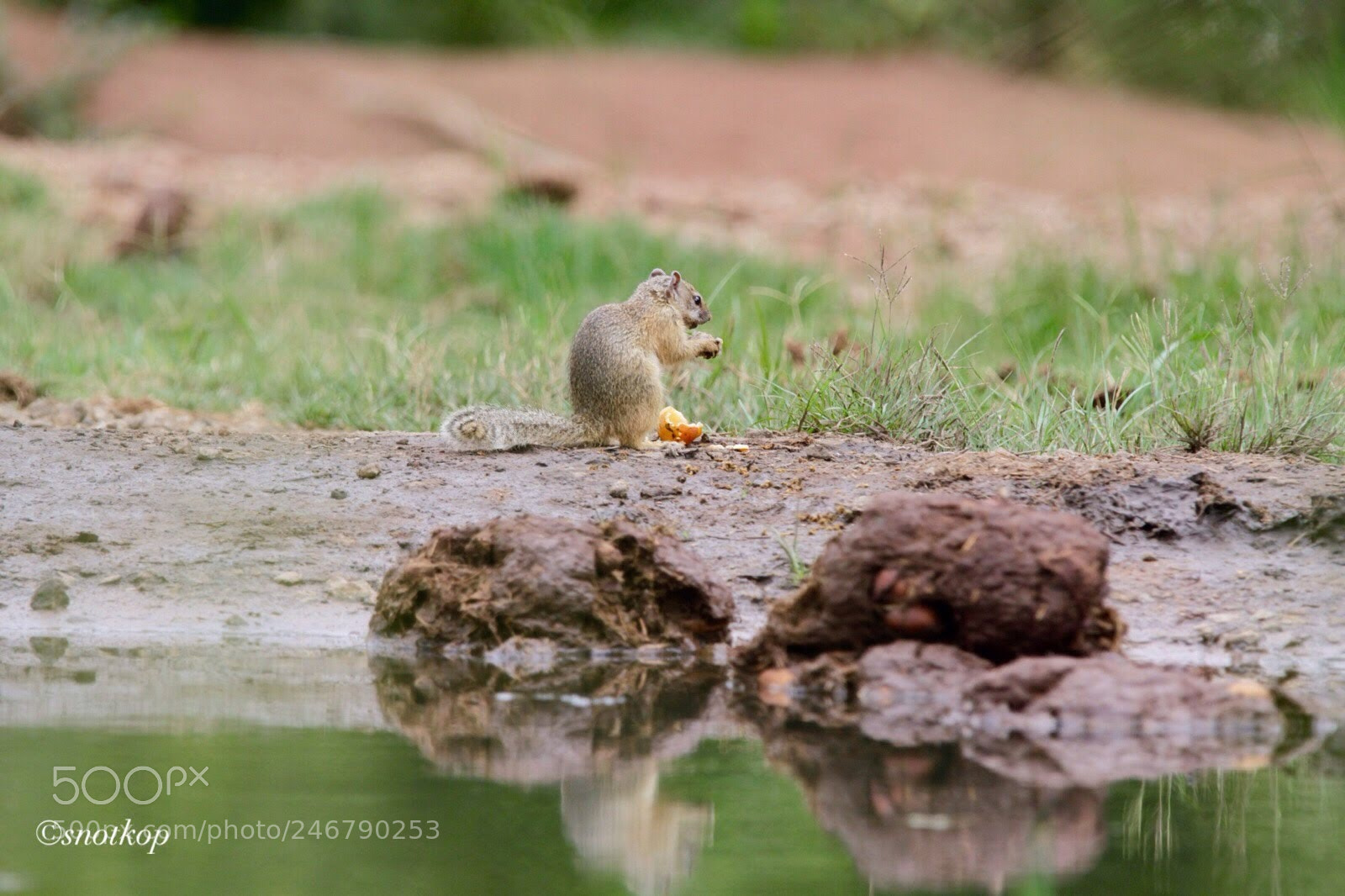 Canon EOS 7D sample photo. Meal from elephant fall photography