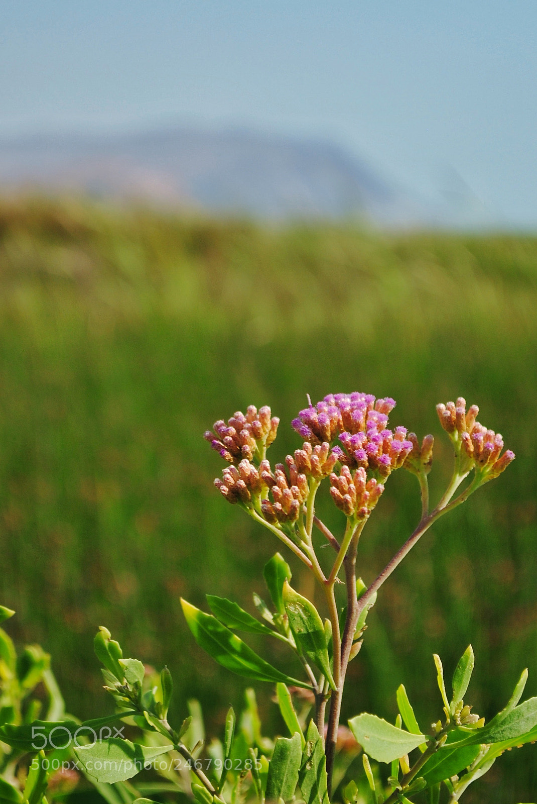 Nikon D3000 sample photo. Flores. photography