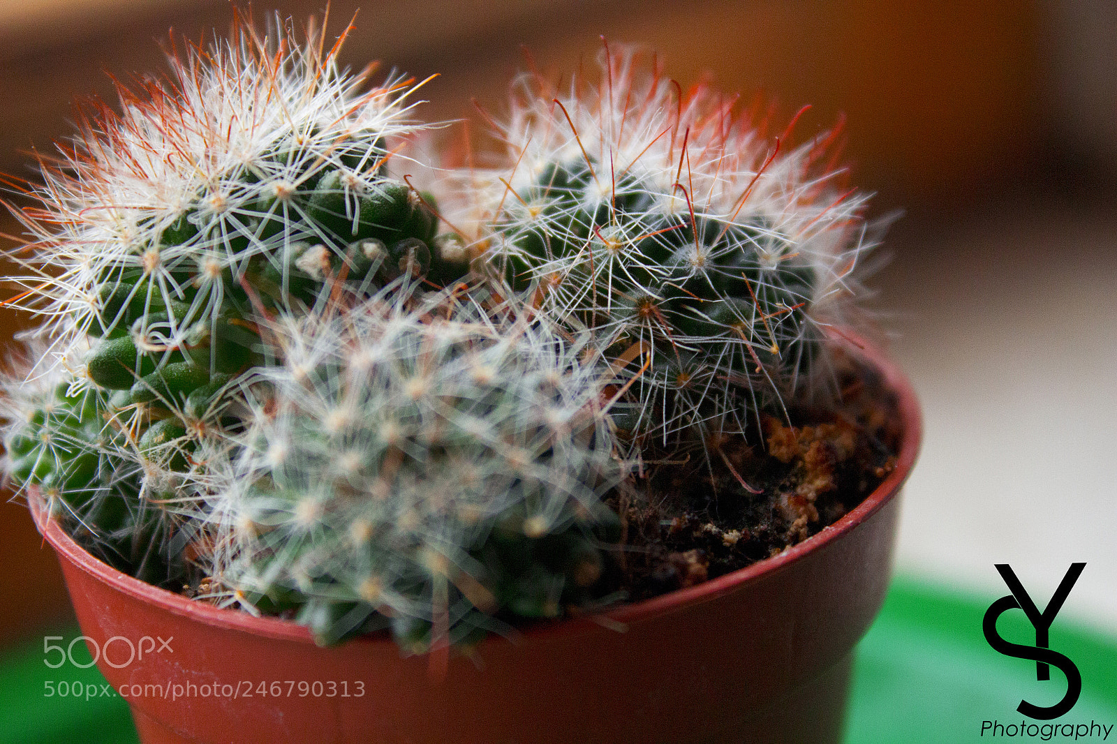Canon EOS 650D (EOS Rebel T4i / EOS Kiss X6i) sample photo. Makro photography