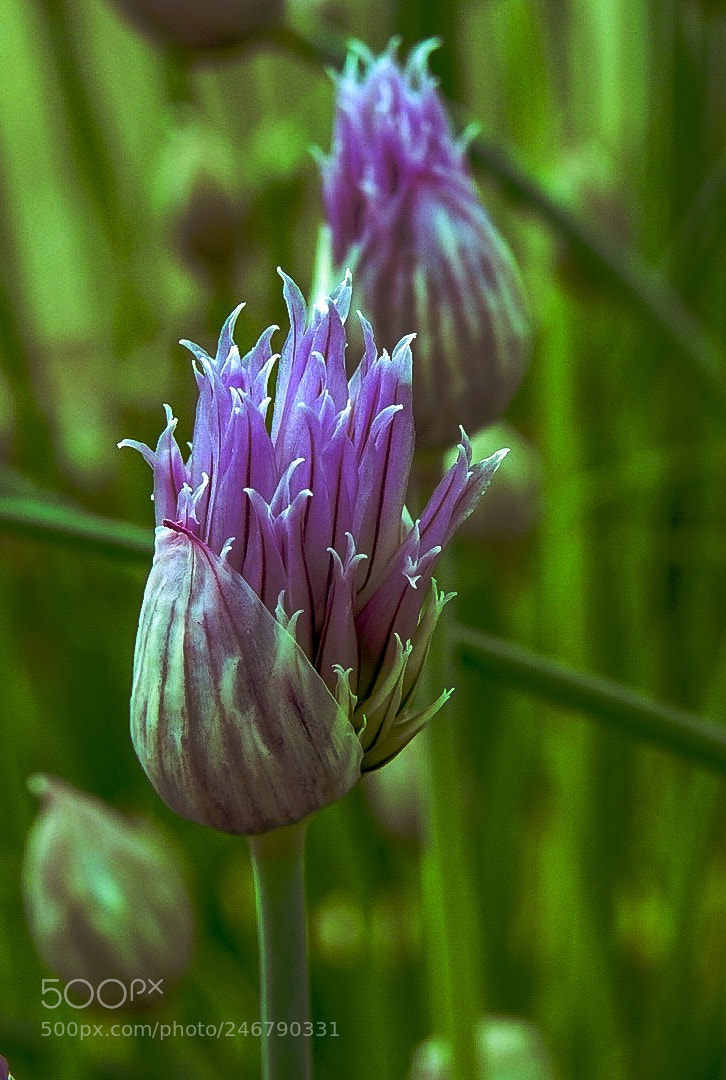 Nikon Coolpix P900 sample photo. Flower of onion photography
