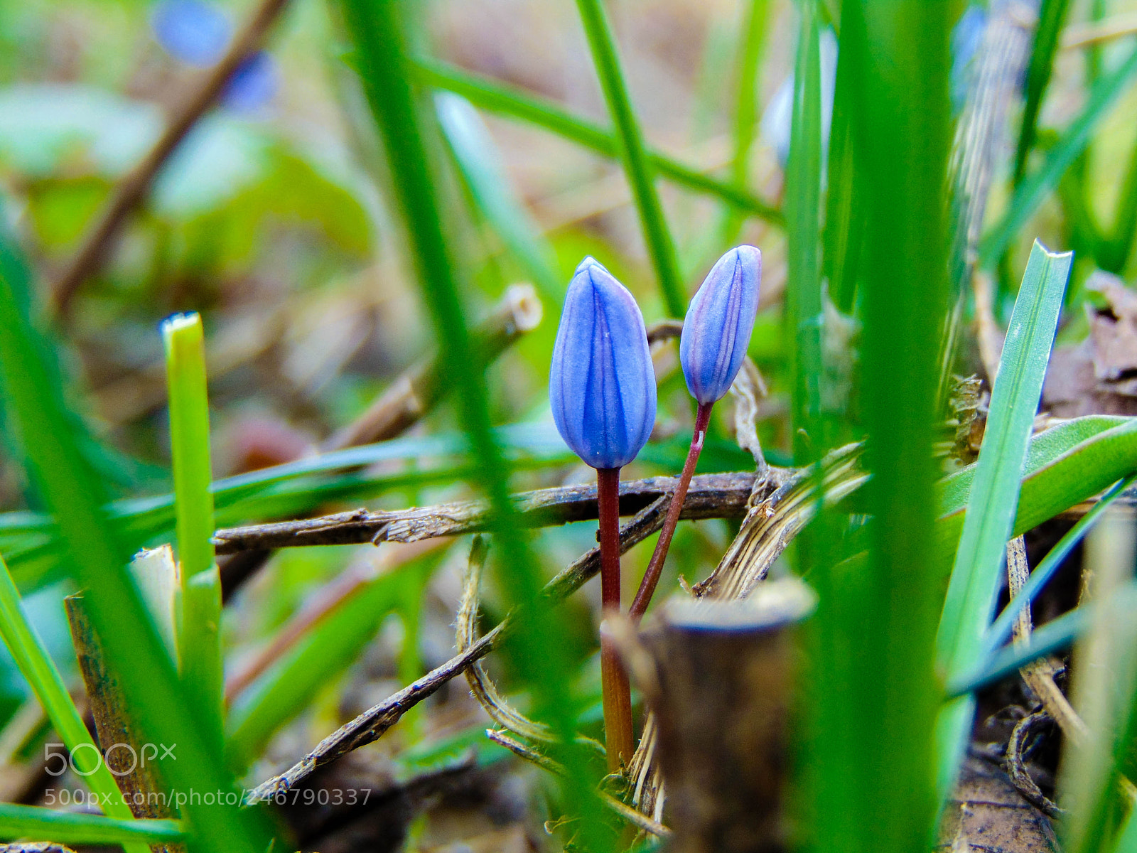 Sony Cyber-shot DSC-H300 sample photo. Life photography