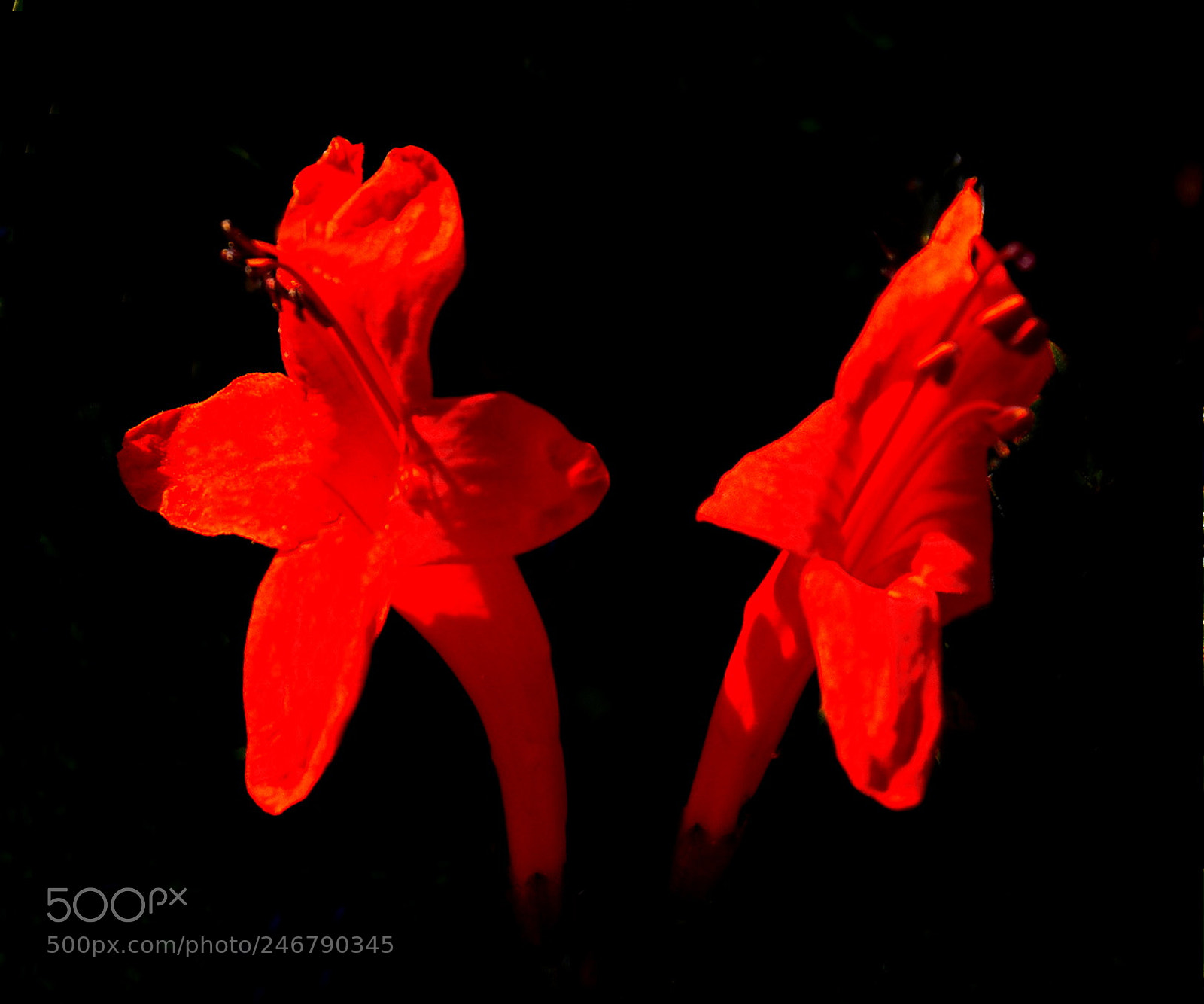 Nikon D7200 sample photo. Two red flowers in photography