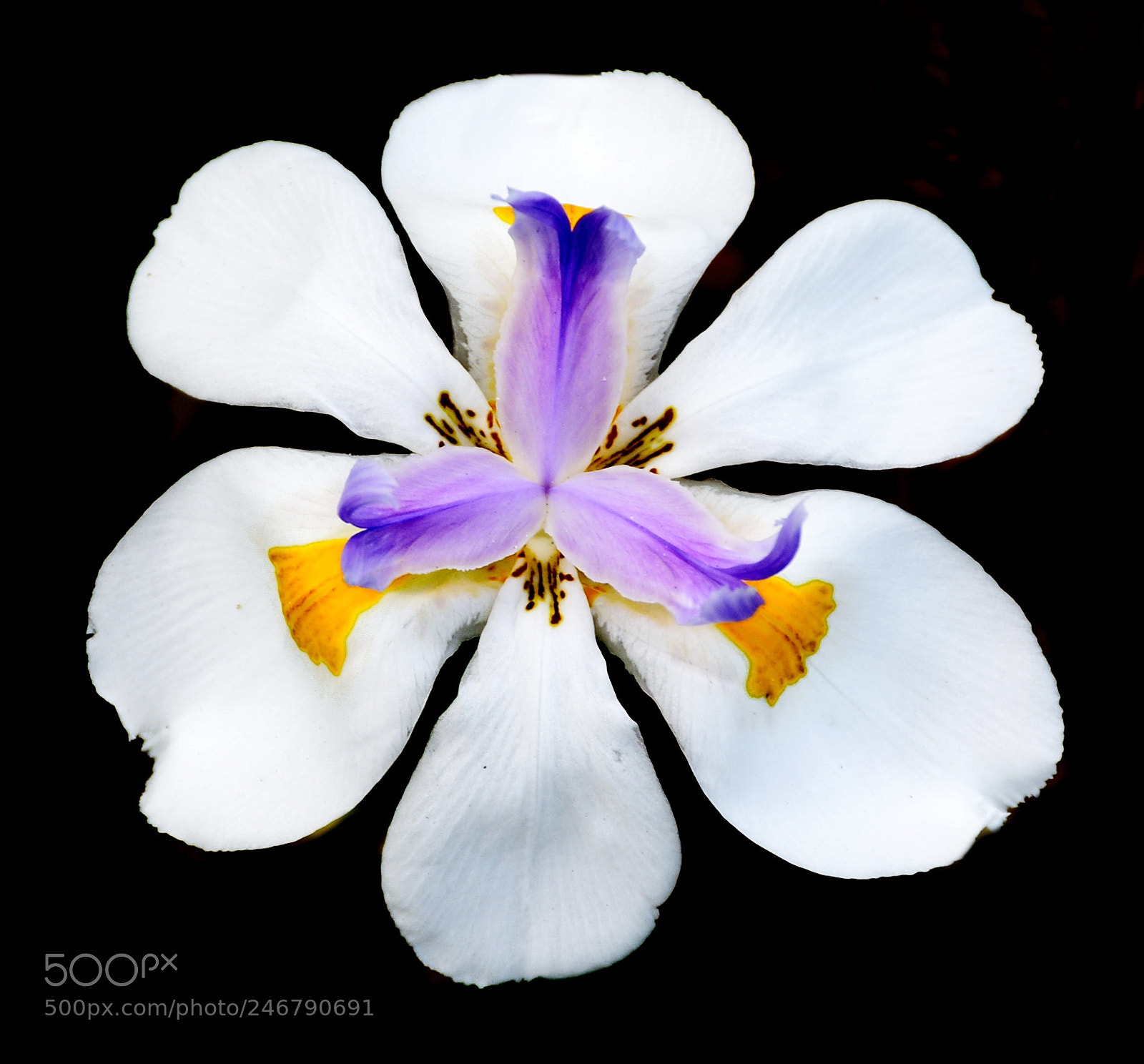 Nikon D7200 sample photo. A beautiful white iris photography