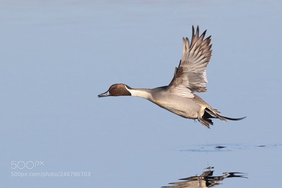 Canon EOS 7D Mark II sample photo. Pintail photography