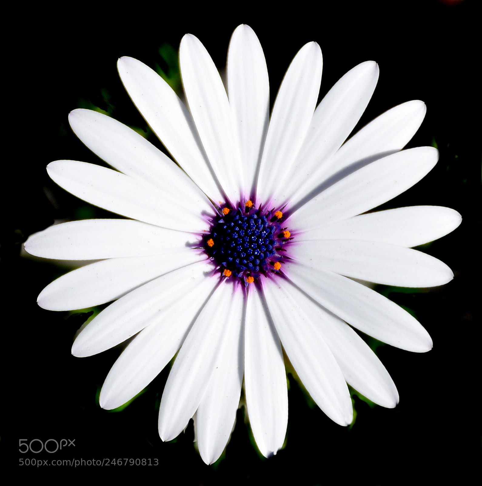Nikon D7200 sample photo. A white and purple photography