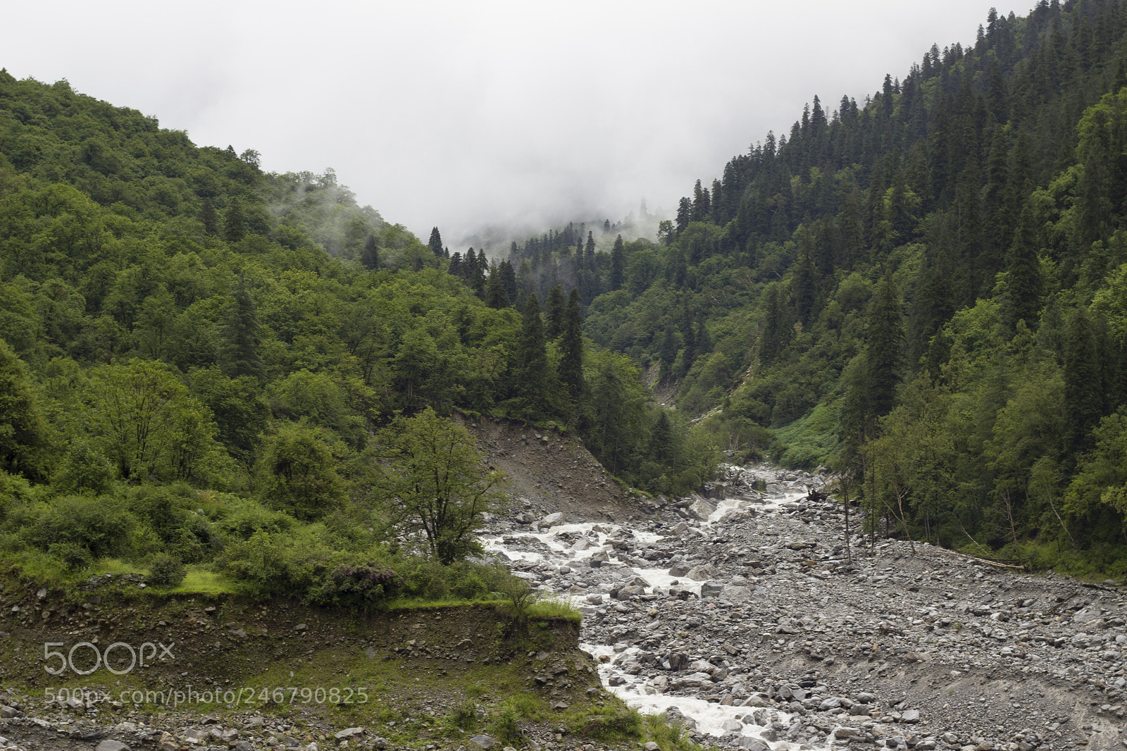 Canon EOS 600D (Rebel EOS T3i / EOS Kiss X5) sample photo. Himalayan jungle in monsoon photography