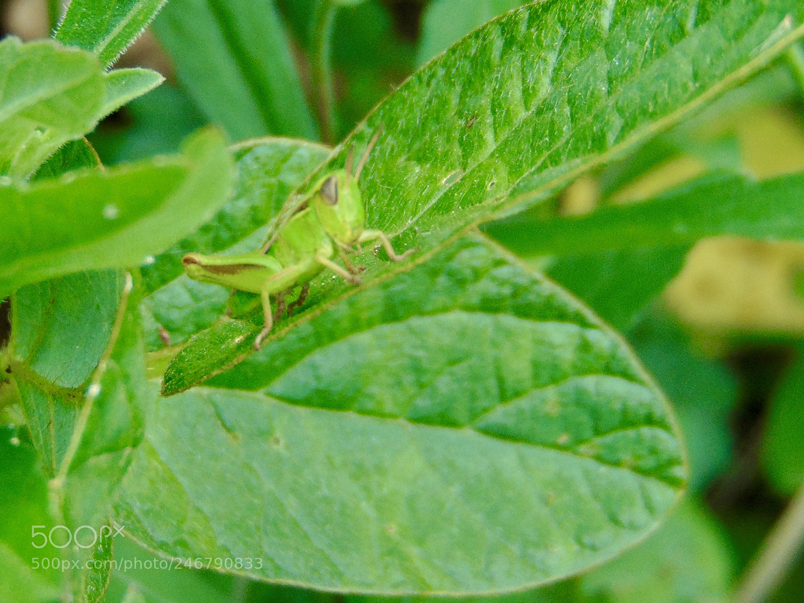 Sony Cyber-shot DSC-H300 sample photo. Little green... photography