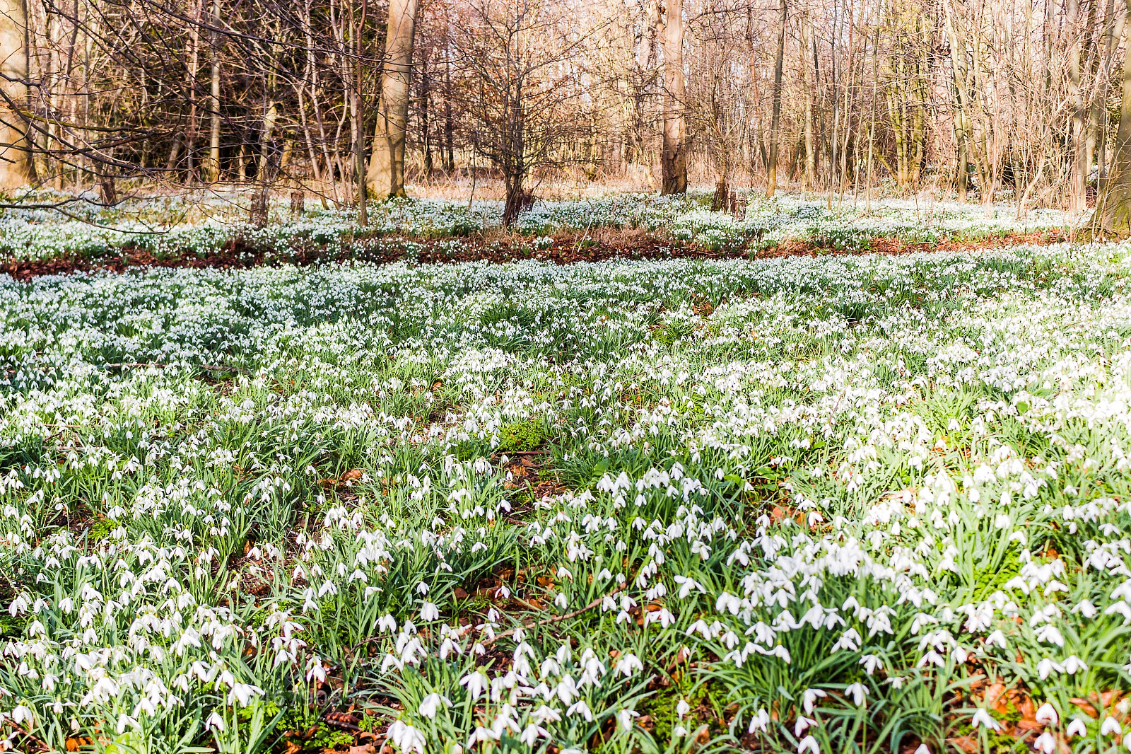 Canon EOS 700D (EOS Rebel T5i / EOS Kiss X7i) sample photo. Carpet of snowdrops photography