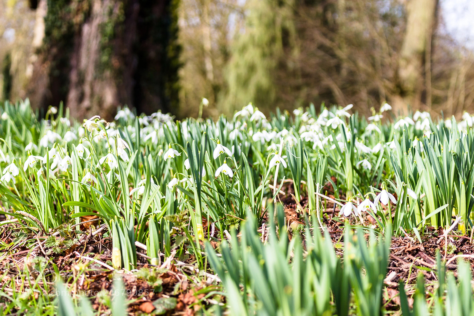 Canon EOS 700D (EOS Rebel T5i / EOS Kiss X7i) sample photo. Carpet of snowdrops photography