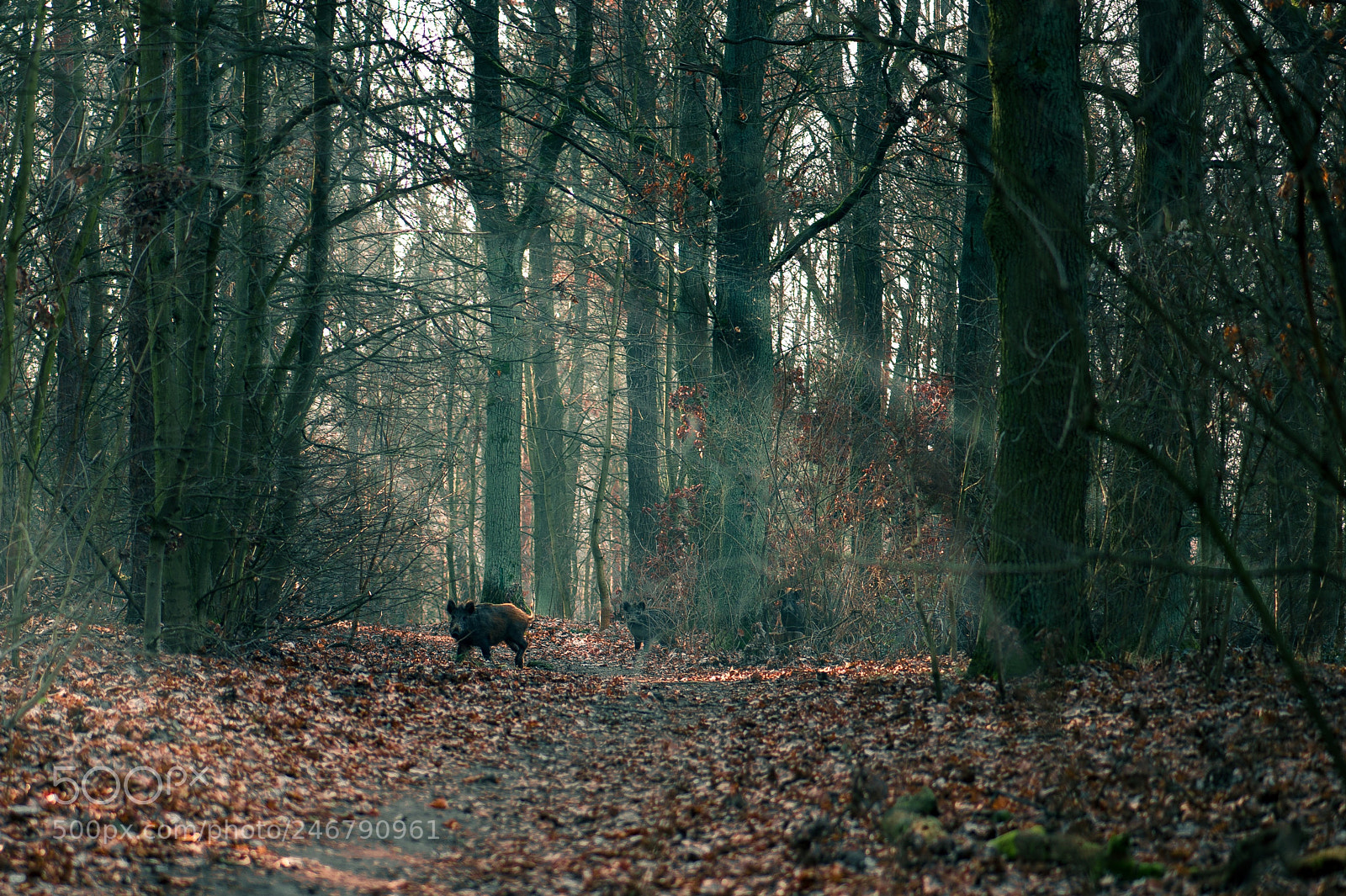 Nikon Df sample photo. Winter morning in the photography