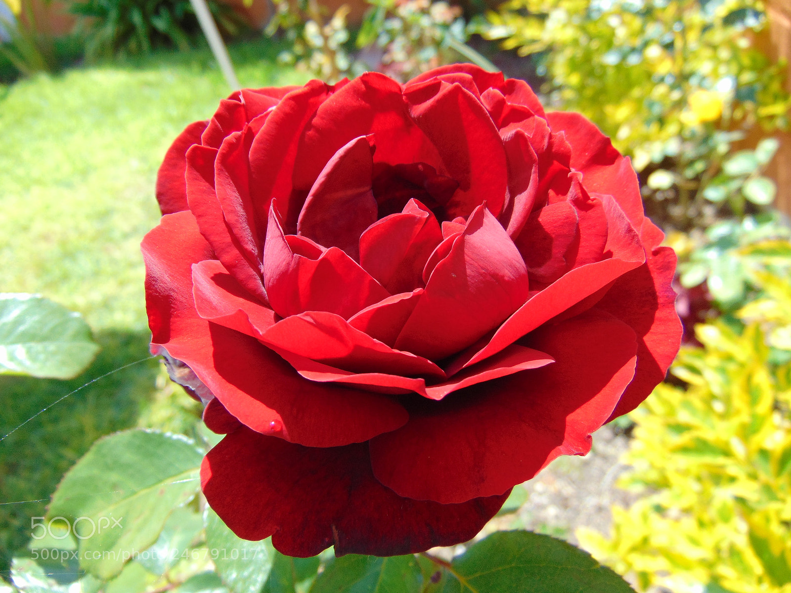 Sony Cyber-shot DSC-H300 sample photo. Red rose. photography