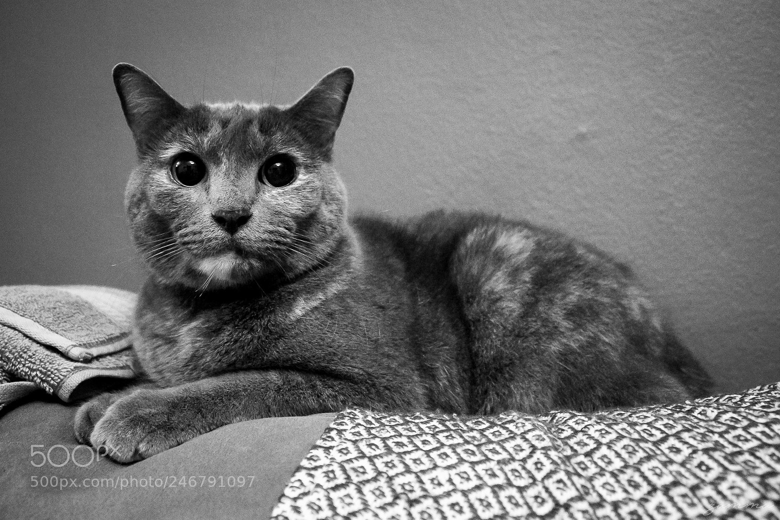 Canon EOS 1100D (EOS Rebel T3 / EOS Kiss X50) sample photo. Master cat photography