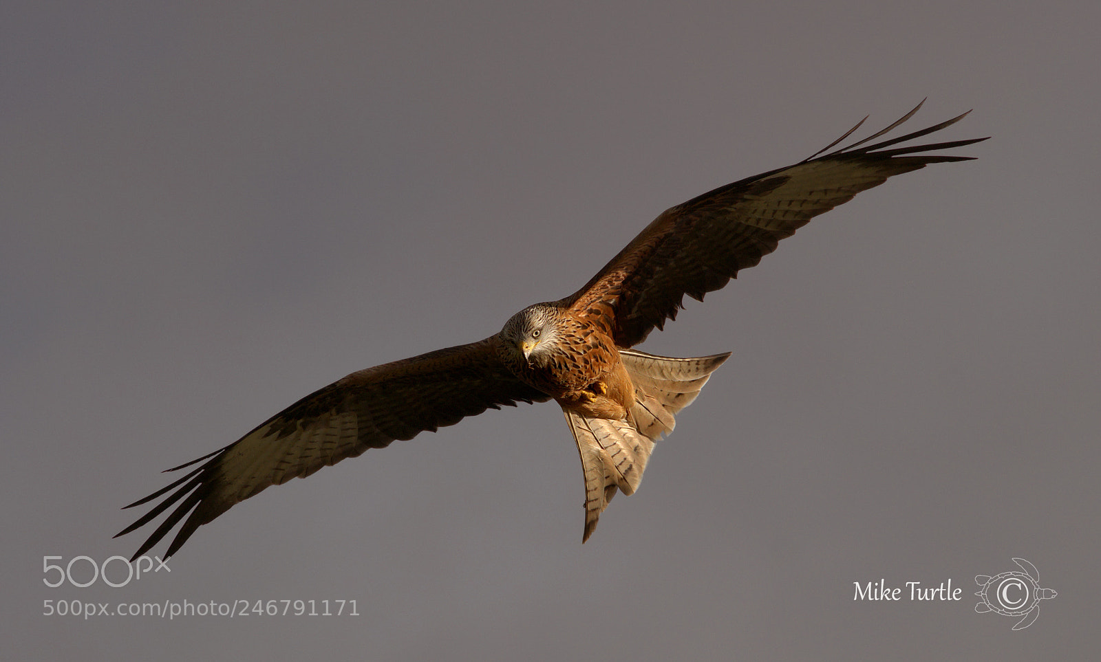 Sony a99 II sample photo. Red kite just catching photography