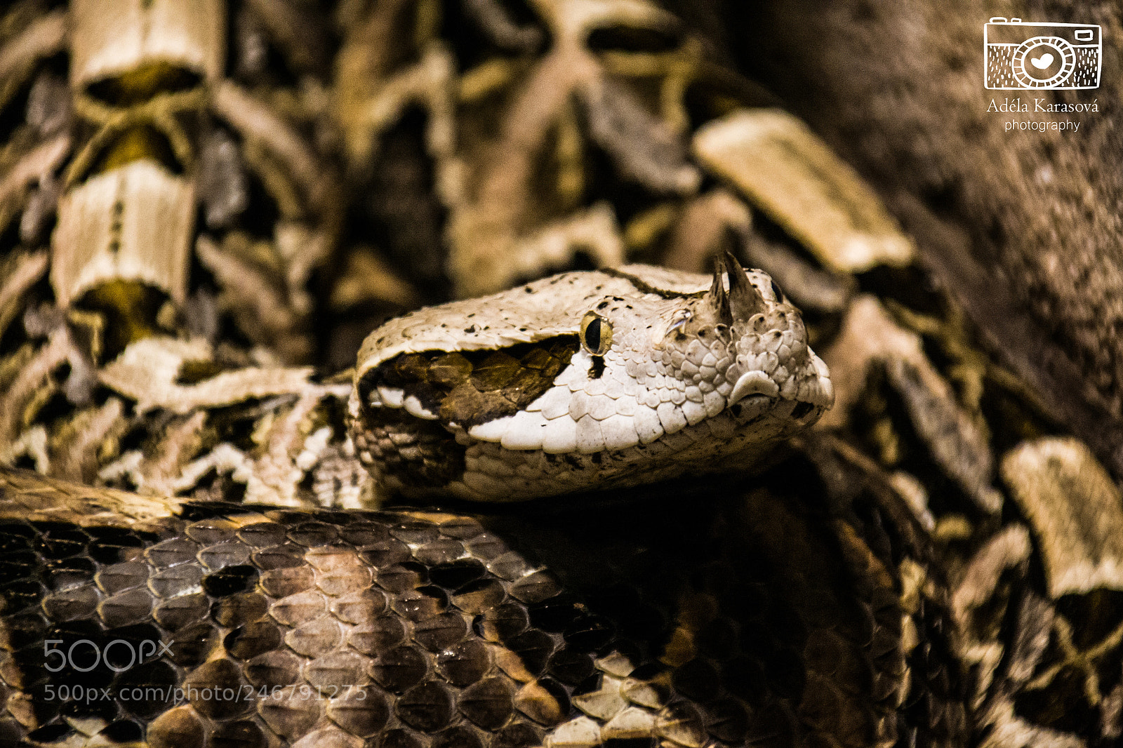 Nikon D3100 sample photo. Find a snake photography