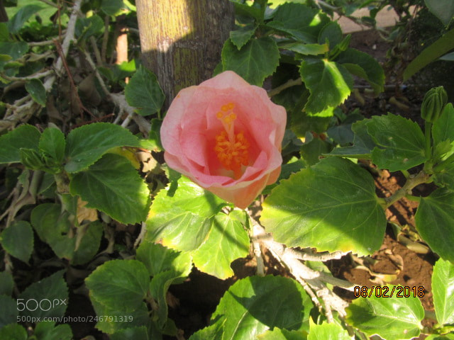 Canon PowerShot SX150 IS sample photo. Nature's cup photography