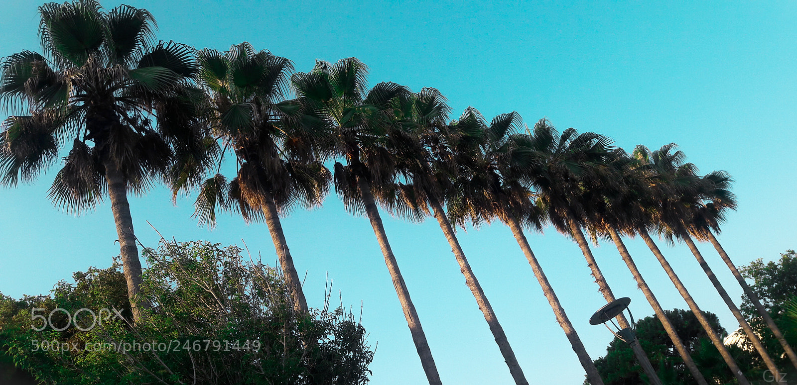 Samsung Galaxy J7 sample photo. Palm photography
