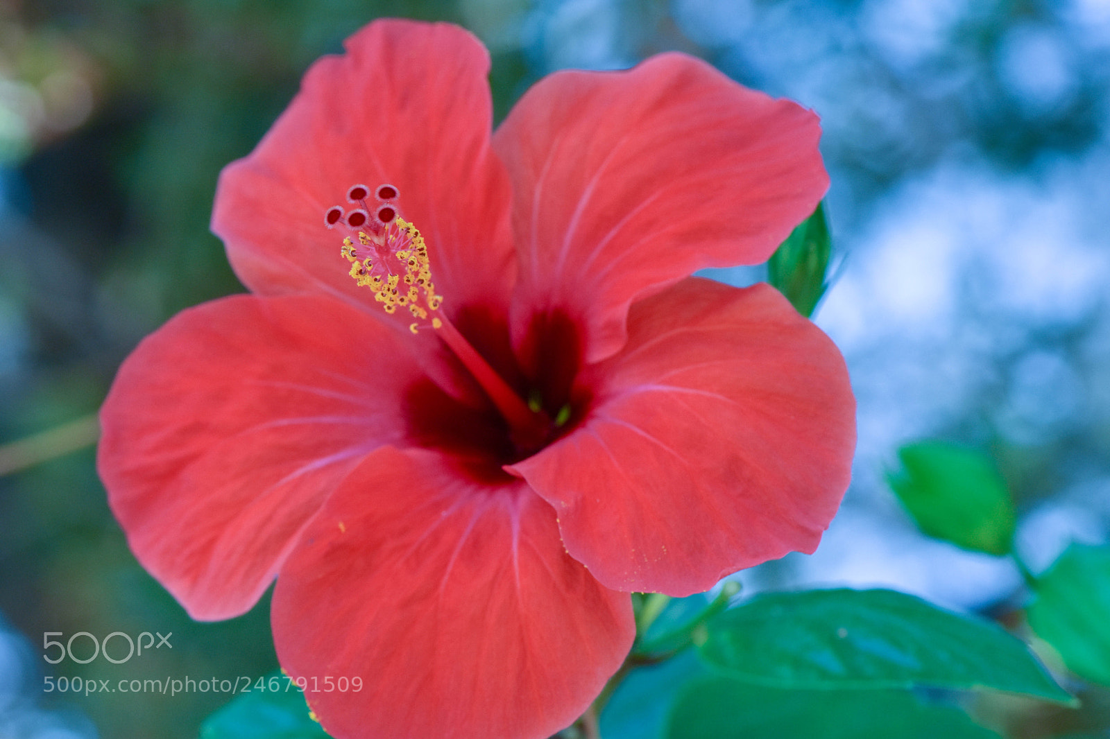 Nikon D7200 sample photo. Pretty in pink. photography