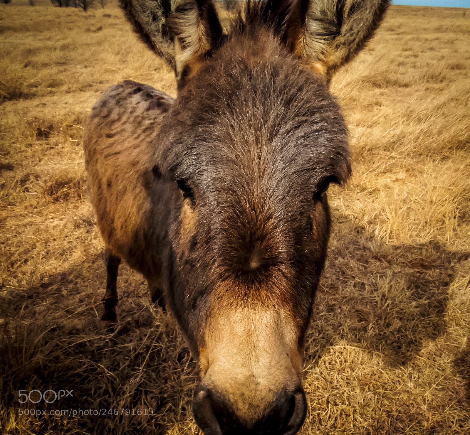 Canon PowerShot SX50 HS sample photo. Donkey with a nice photography