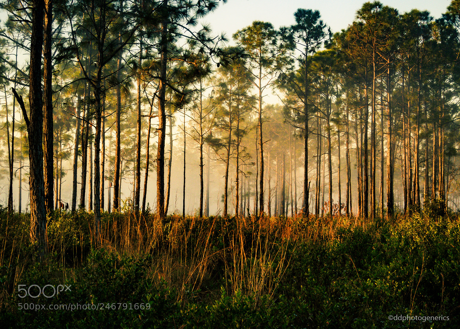 Olympus OM-D E-M1 sample photo. Forest sunrise fog photography