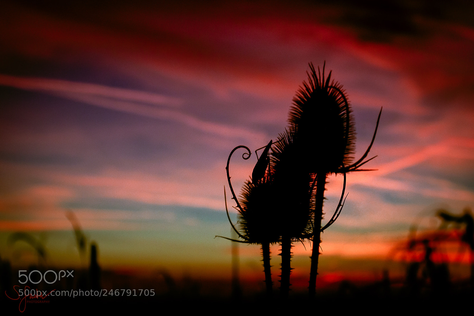 Canon EOS 60D sample photo. Grasshopper photography