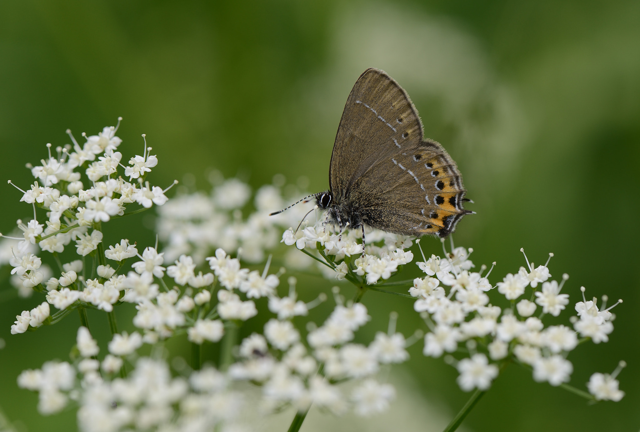 Nikon AF-S Micro-Nikkor 105mm F2.8G IF-ED VR sample photo. Satyrium pruni photography
