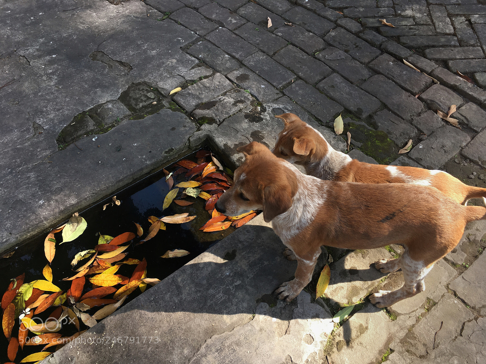 Apple iPhone SE sample photo. My street puppy photography
