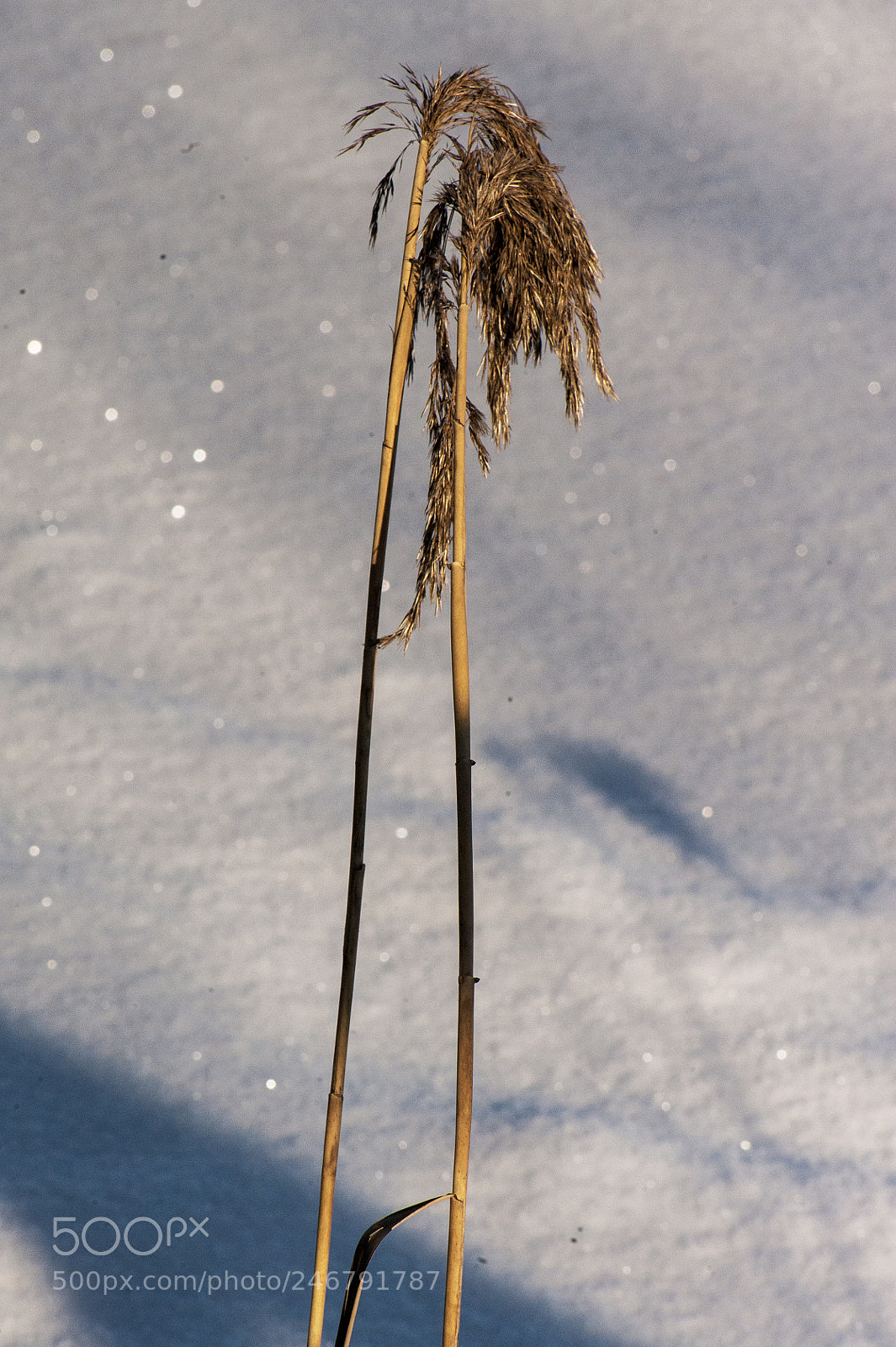 Nikon D700 sample photo. Two straws on the photography