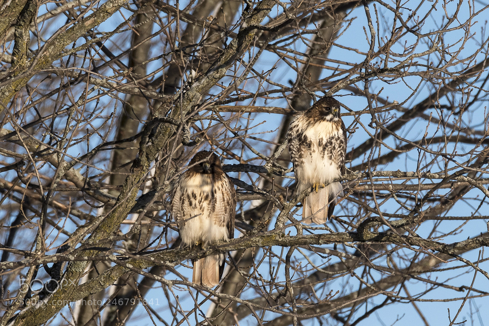 Nikon D500 sample photo. Young hawks in love photography