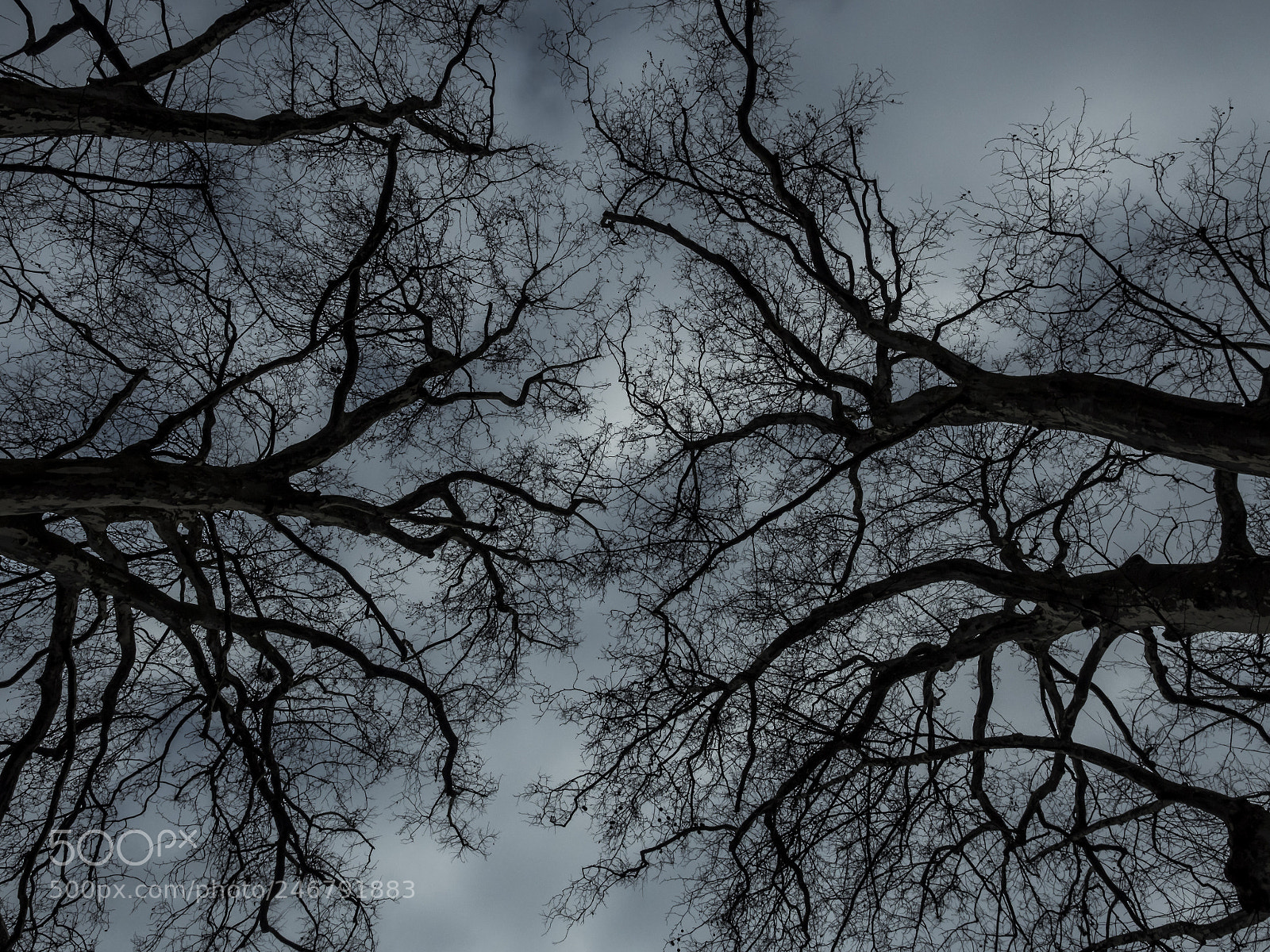 Olympus OM-D E-M5 II sample photo. Mandelbrot in nature photography