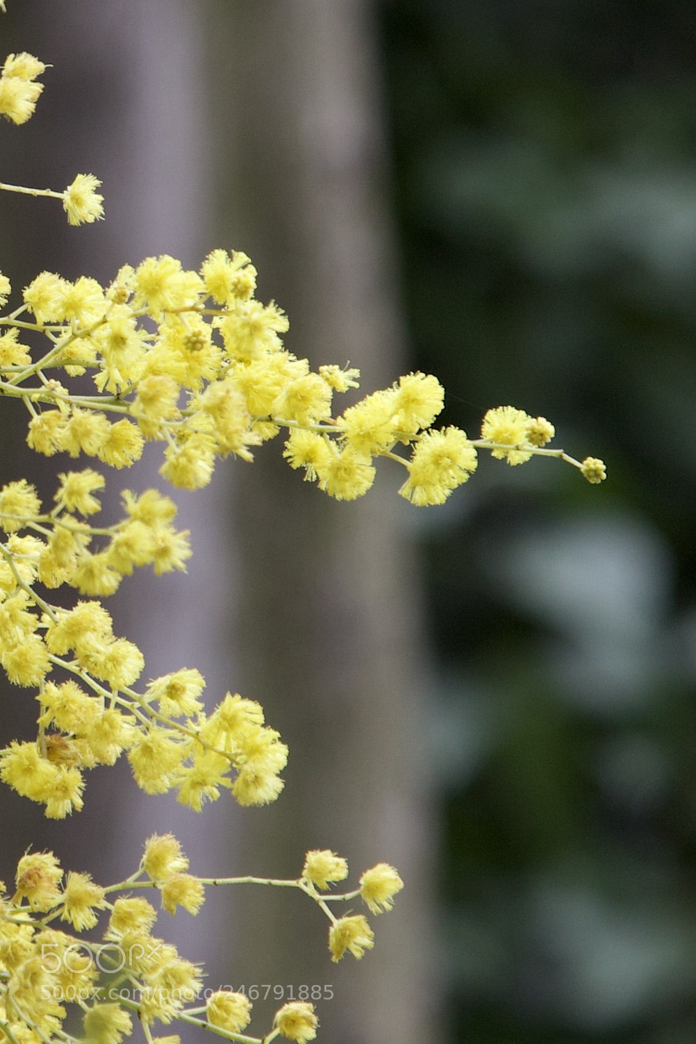 Canon EOS 6D Mark II sample photo. Mimoza photography
