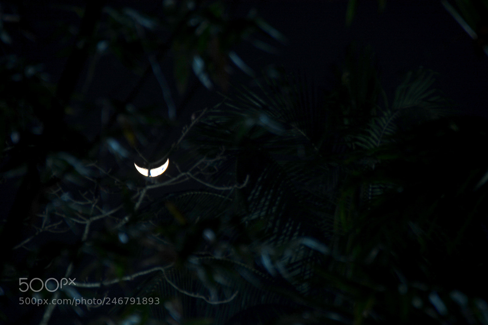 Nikon D5200 sample photo. Half moon in the photography