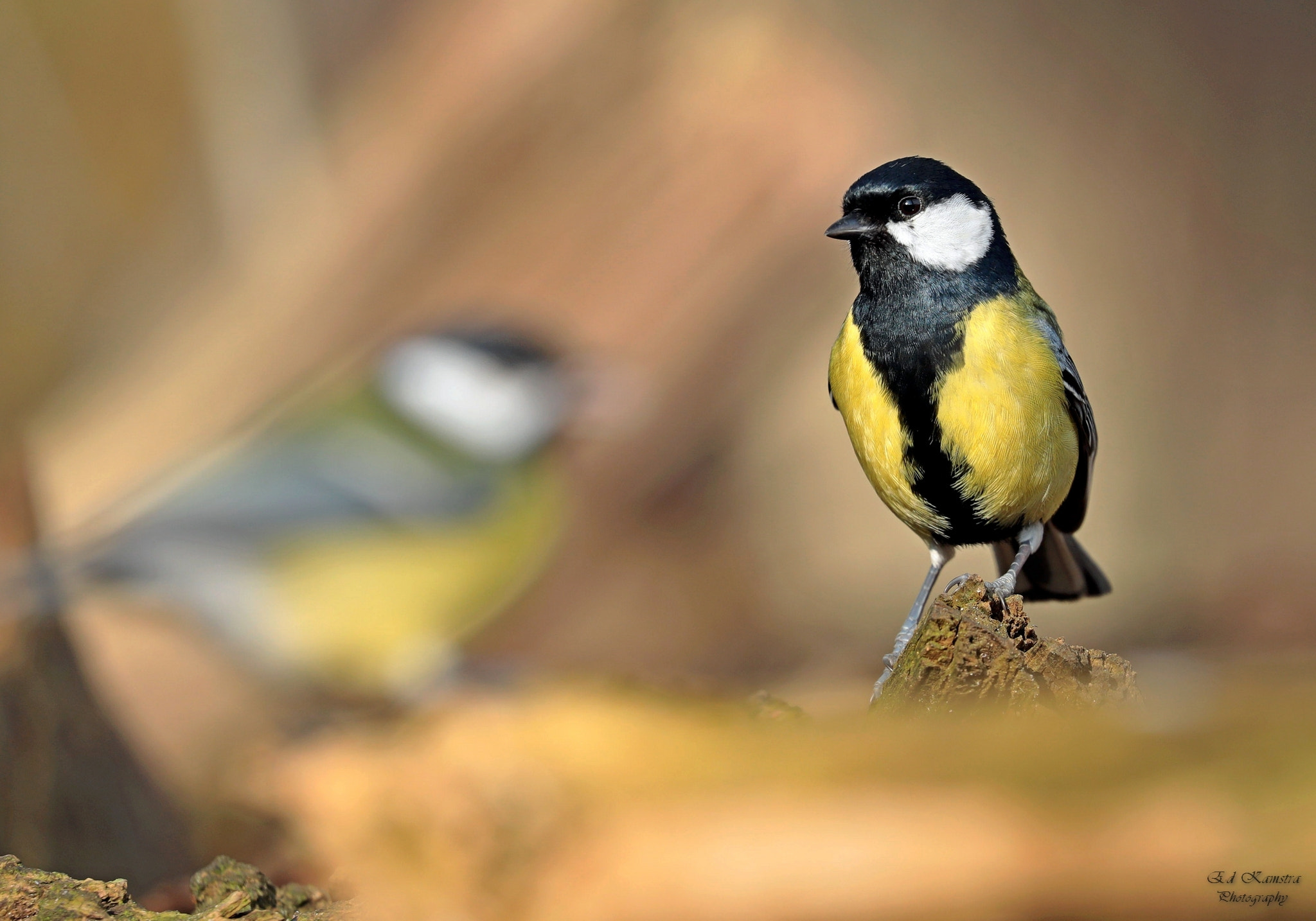 Canon EOS 5D Mark IV + Canon EF 100-400mm F4.5-5.6L IS II USM sample photo. The great tit photography